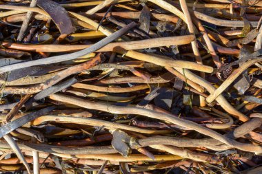 Kumsalda bir yığın yosun birikmiş.