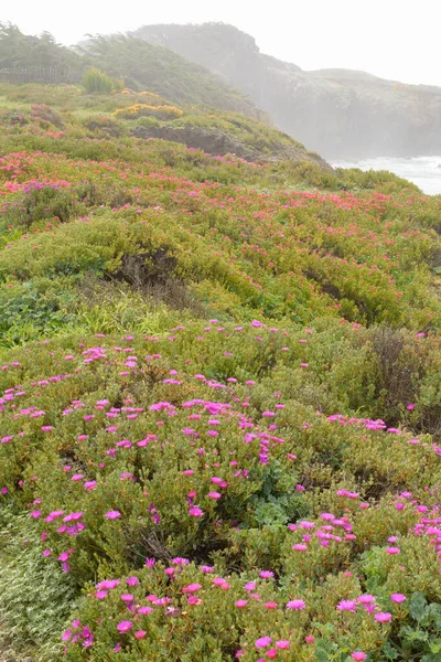 stock image wild coastal flowers line the highlands of the norther coasty of california. The highlands end with the massive cliffs that are cut away by the ocean,