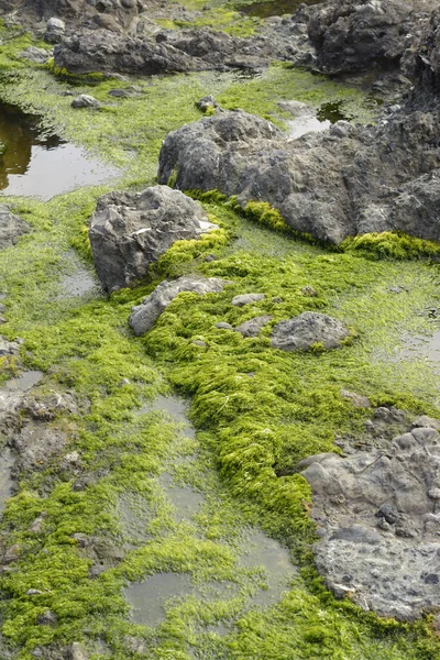 Zelené Řasy Nad Tímto Přílivovým Jezírkem Rostou Sladká Voda Vtéká — Stock fotografie