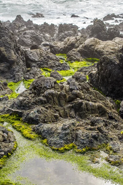 Fekete Cakkos Szikla Óceán Strand Zöld Algák — Stock Fotó