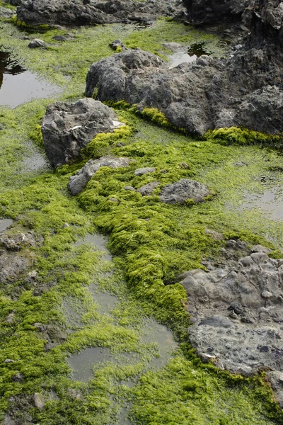 View Gray Rough Rocks Wet Moss Growing Surface — Stock Photo, Image