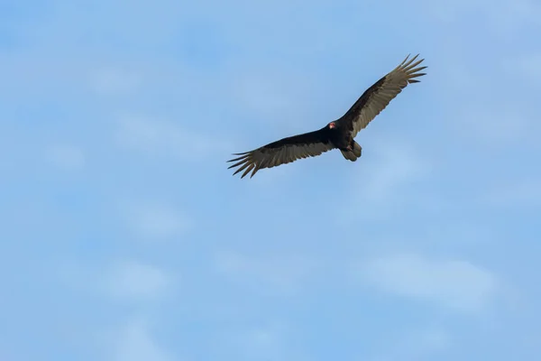 Турецькі Пташки Літають Теплицях Блакитним Небом — стокове фото