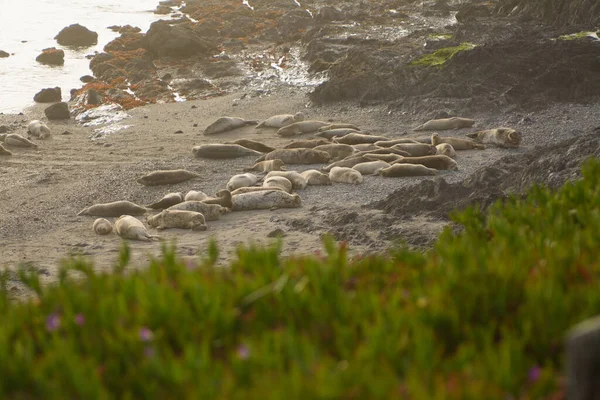 沙滩上的风景 一群野生海豹躺在沙滩上晒太阳 — 图库照片