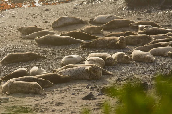 Group Harbor Seals Sunbathing Sand California Beach — Stock Photo, Image