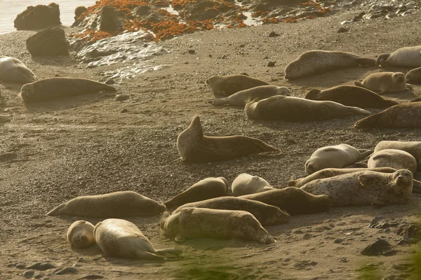 野生海豹躺在沙滩海岸线上晒太阳休息的景象 — 图库照片