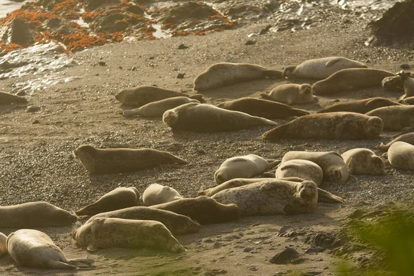 在明媚的阳光下 野生海豹躺在沙滩上休息 — 图库照片