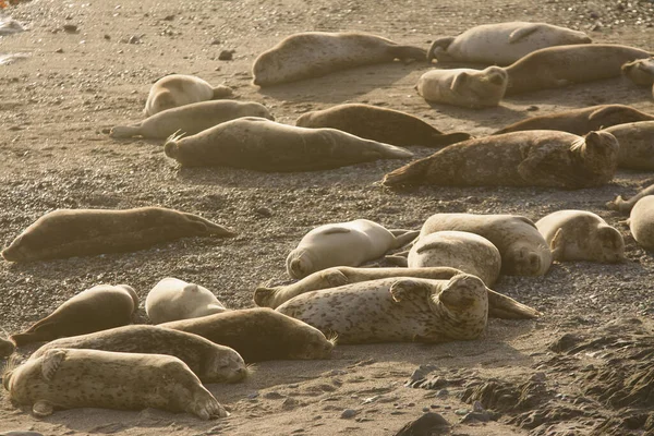 一群海豹在加州沙滩上晒日光浴 — 图库照片