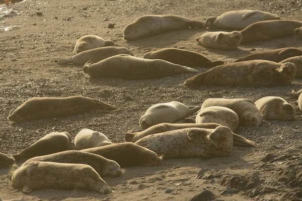 Harbor Seals Lay Sandy Beach Soak Suns Warmth — Stock Photo, Image