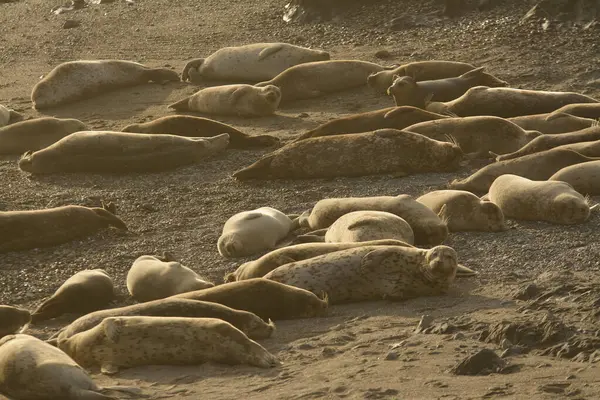 在沙滩上休息的野生海豹群景观 — 图库照片