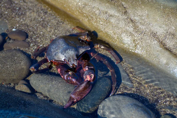 退潮时岩石中的红色紫色螃蟹 — 图库照片