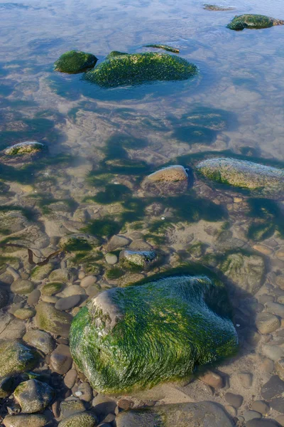 Vista Agua Clara Transparente Con Rocas Lisas Algas Marinas —  Fotos de Stock