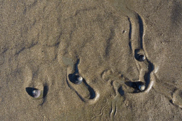 Равлики Повзають Через Мокрий Пісок Низького Припливу Пляжі Залишаючи Шляхи — стокове фото