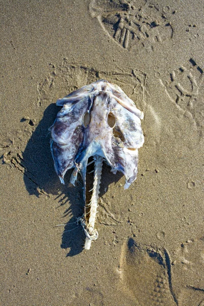 海滩上一条大鱼的头骨和脊椎 — 图库照片