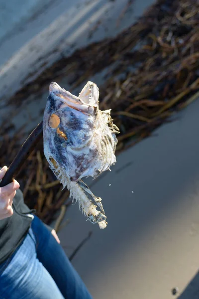 A young Female holds a decayed fish head with a stick on a beach. Fish head had washed ashore.
