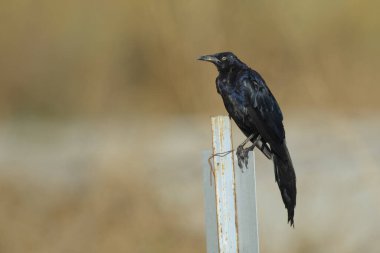 Çit direğine tünemiş Grackle kuşu