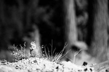 Ormanda beslenen sincap kemirgeni.