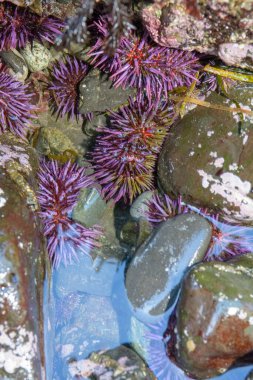 Mor deniz kestanesi veya Strongylocentrotus purpurpuratus alçak gelgitte kayalar arasında sıkışır.