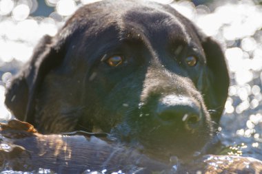 Siyah Labrador köpeği suya sopa getiriyor.
