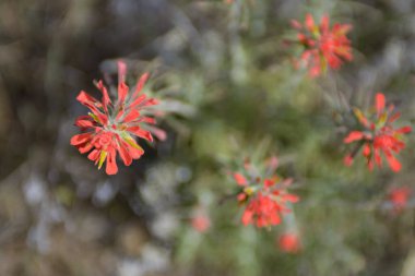 Yukarıdan çekilen çiçek görüntülerinden ince kırmızı taç yapraklarıyla güneş ışığında.