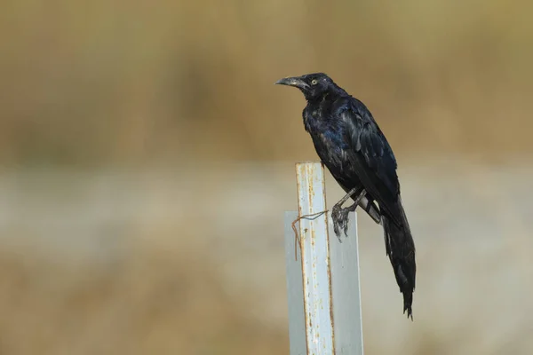 フェンスの柱の上に置かれた一般的な黒い鳥 — ストック写真