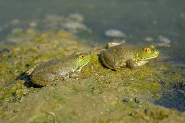 两只绿色的青蛙坐在肮脏湖畔的渗水水面上晒太阳 — 图库照片