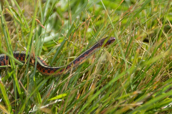 Bir jartiyer yılanı yeşil çimlerde sürünür. Yılan kırmızı benekli, renkli. Gözler puslu.