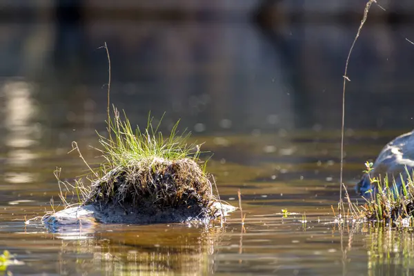 Grünes Gras Wächst Auf Einem Felsen Wasser — Stockfoto