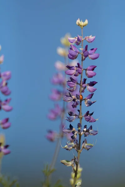 Pequeño Grupo Flores Color Púrpura Alto Con Fondo Cielo Azul — Foto de Stock
