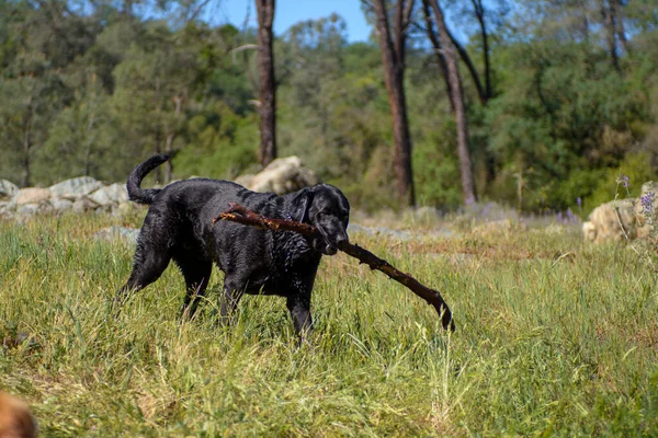 Zwarte Labrador Hond Halen Een Zeer Grote Stok — Stockfoto