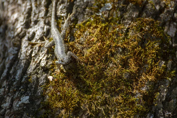 Blue Belly Fence Lizard Tree — Stock Photo, Image