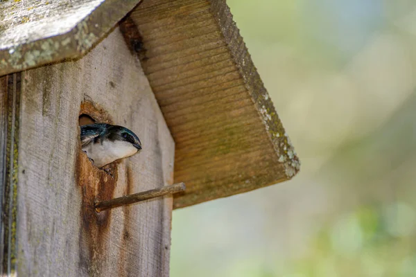 Avaler Arbre Oiseau Dans Maison Oiseaux — Photo