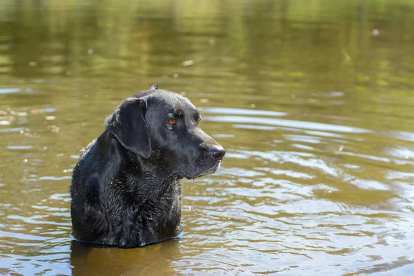 Negro Perro Labrador Retriever Agua —  Fotos de Stock