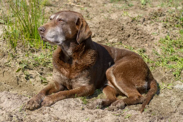 Çikolatalı Labrador köpeği ıslak ve yaşlı