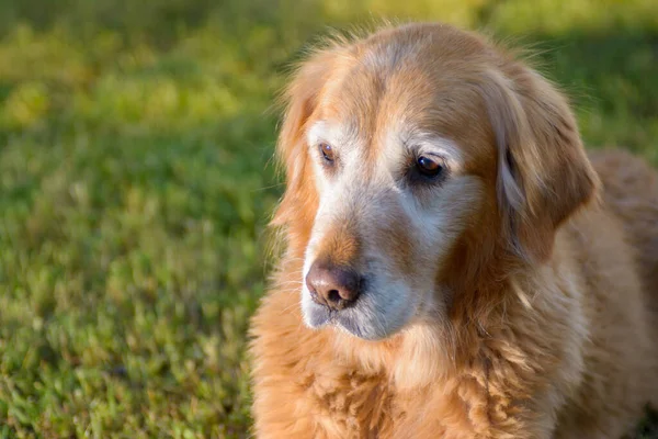 Yaşlı yaşlı Golden Retriever Köpeği sopayla