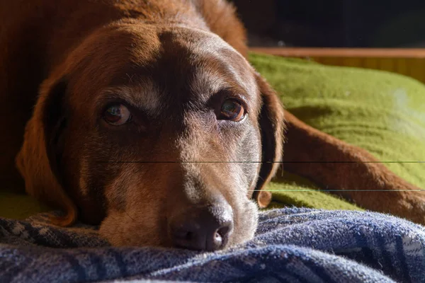 Old Senior Chocolate Labrador Retriver Dog — Stock Photo, Image