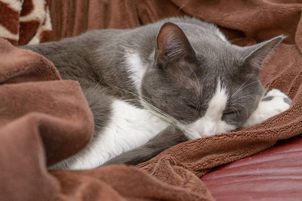 Graue Und Weiße Katze Schläft Brauner Decke — Stockfoto