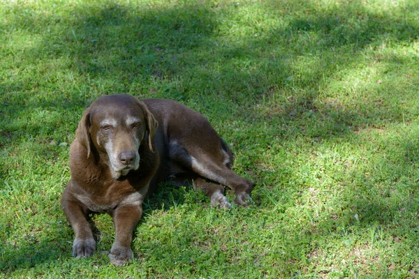 Stary Starszy Pies Retriver Labrador Czekolady Cieniu — Zdjęcie stockowe