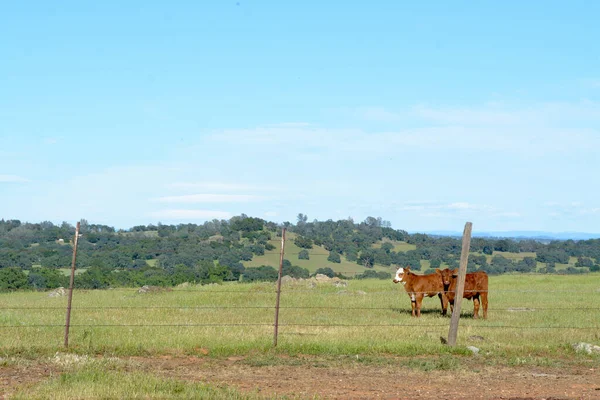 Campo Verde Con Cerca Dos Vacas Marrones Sobre Fondo Con —  Fotos de Stock