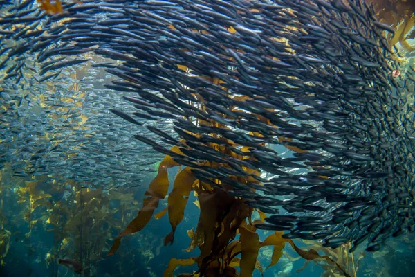 Büyük ançüez okulu yosun ormanı 