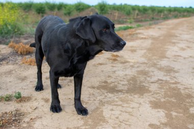 Kara labrador av köpeği toprak yolda duruyor..