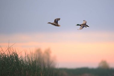 Gün batımının arka planında yeşil alanın üzerinde uçan iki ördeğin yan görüntüsü