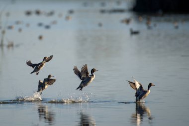 Gri ördekler, suda yüzen birçok kuşun bulanık arka planında saydam gölden uçuyor.