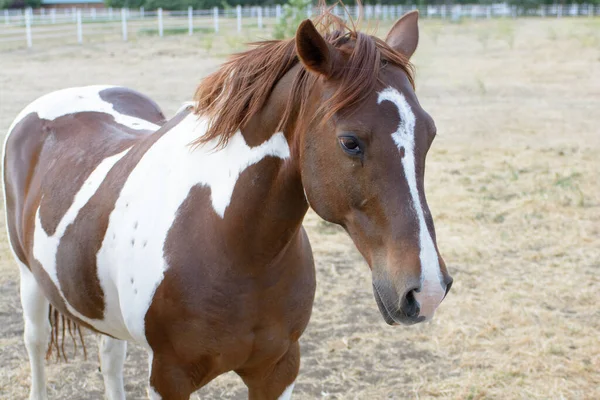 白い斑点のある美しい大人のピエバルドブラウンは 背景がぼやけている黄色の草と白いフェンスを持つフィールドで馬 — ストック写真