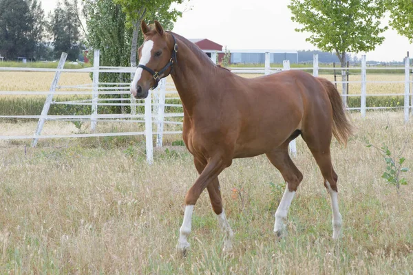 Cavalo Careca Com Manchas Marrons Brancas Galopando Campo Propriedade Com — Fotografia de Stock