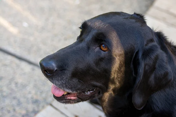 ブラックラブラドールレトリバー犬の肖像画 — ストック写真