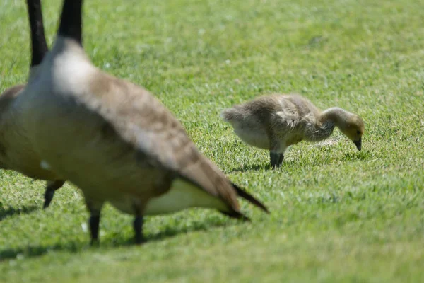 Crop Close View Two Geese One Gosling Walking Green Field — Stock Photo, Image
