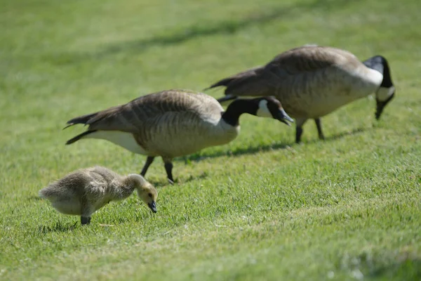 Close Side View Two Geese One Gosling Walking Green Field — Stock Photo, Image
