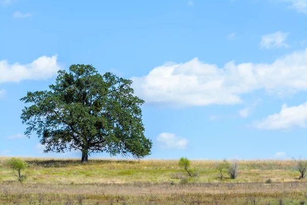 A green oak tree with dry grass, blue sky and fluffy white clouds