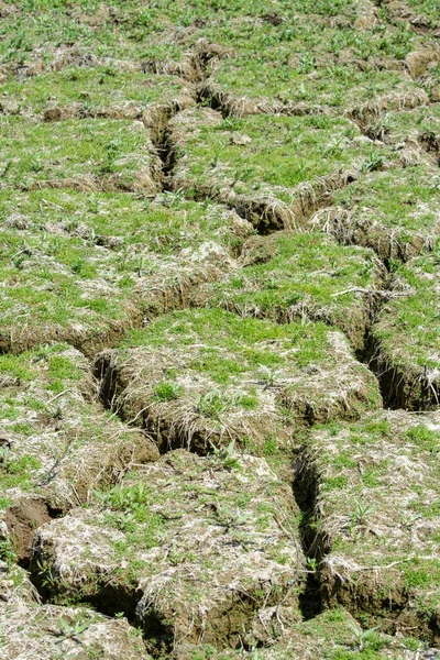 Brotes Hierba Verde Nueva Vida Crecen Lecho Lago Seco Recién — Foto de Stock