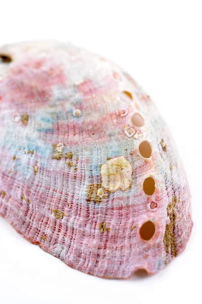 Closeup Shot Seashell Surface Colorful Design Holes White Background — Stock Photo, Image